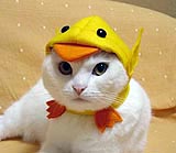 a cat with a chicken costume