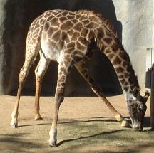 a bizarre giraffe stretching exercise